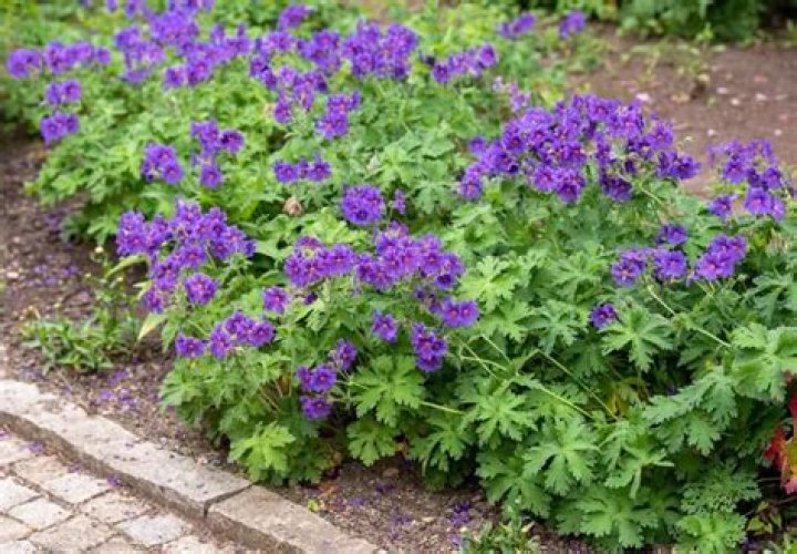 Can geraniums live in shade
