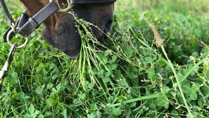 Can horses eat pure clover