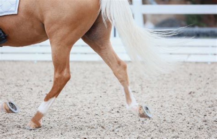 Can horses lock their knees
