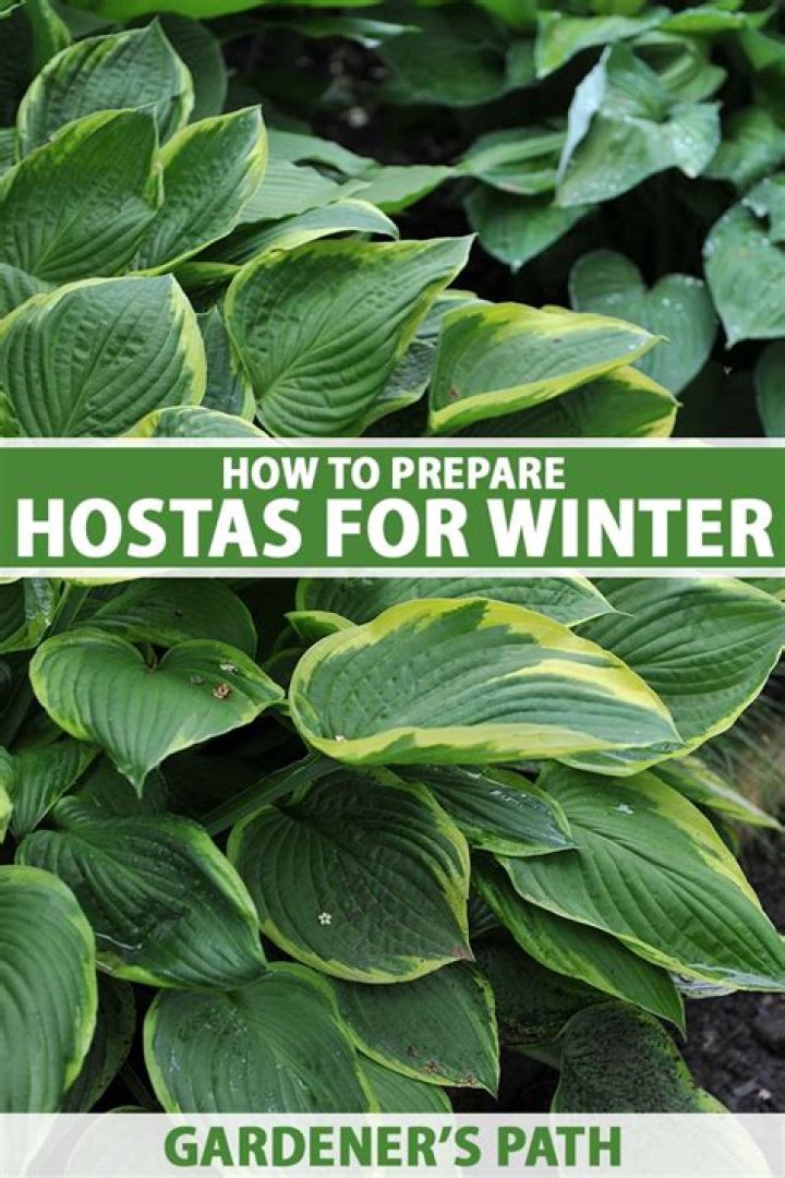 Can hostas survive winter in a pot