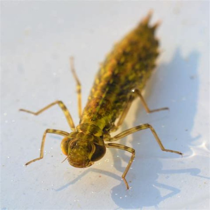 Can I buy dragonfly nymphs