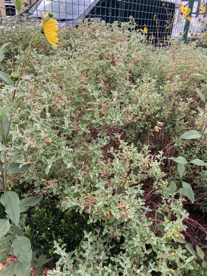 Can I cut Cistus back hard