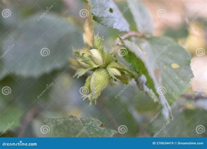 Can I eat unripe hazelnuts