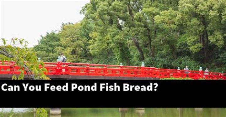 Can I feed pond fish bread