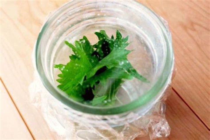 Can I freeze perilla leaves