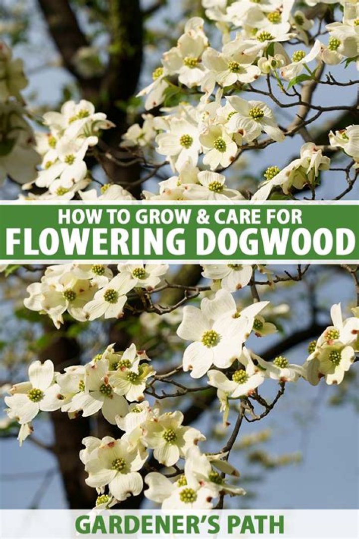 Can I grow dogwood in a pot