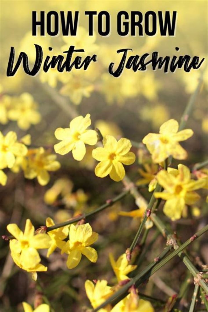 Can I grow winter jasmine in a pot