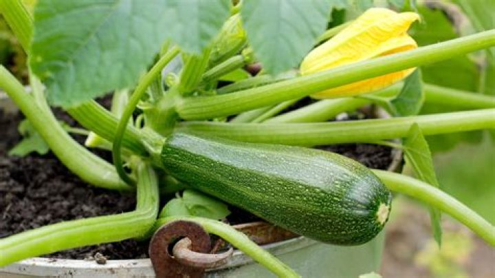 Can I grow zucchini indoors