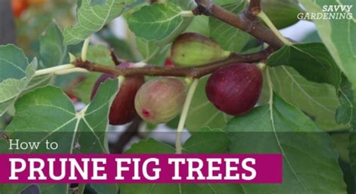Can I hard prune a fig tree