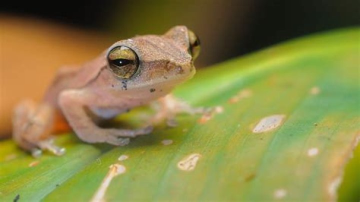 Can I keep a frog as a pet