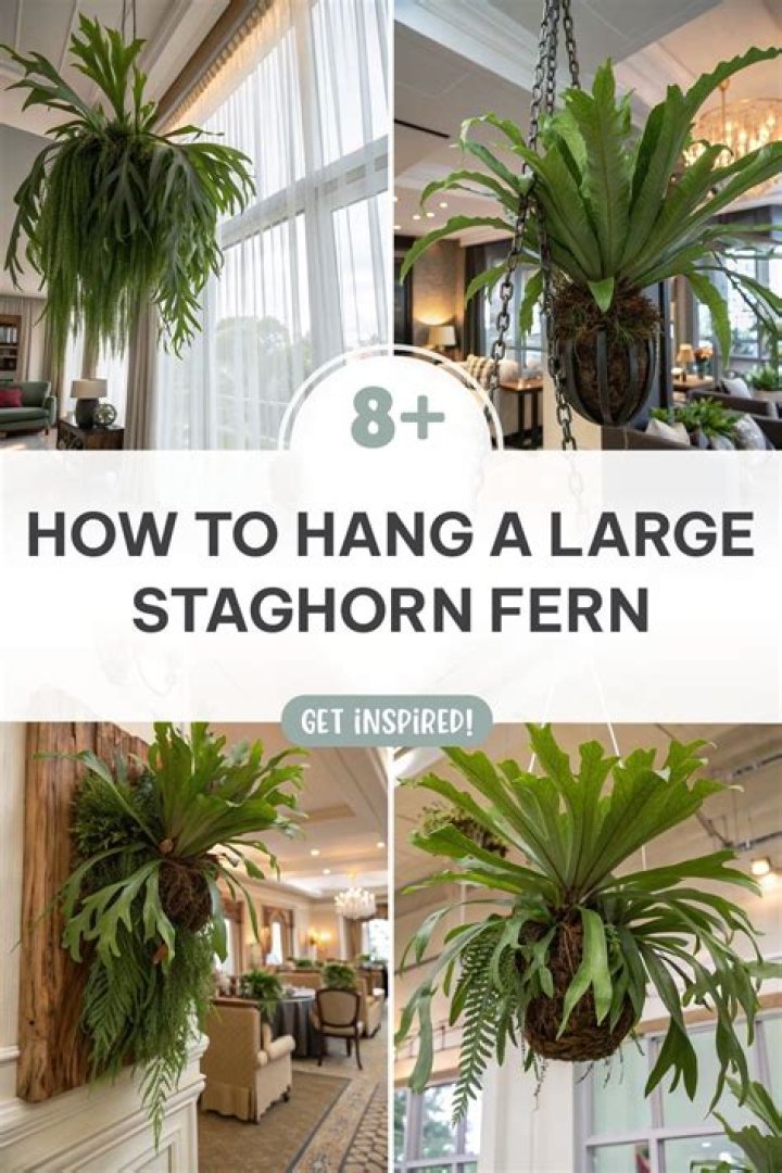 Can I plant my hanging fern