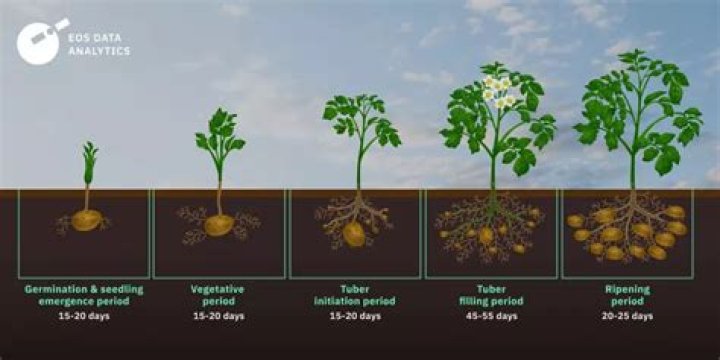 Can I plant normal potatoes