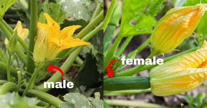 Can I pollinate my zucchini