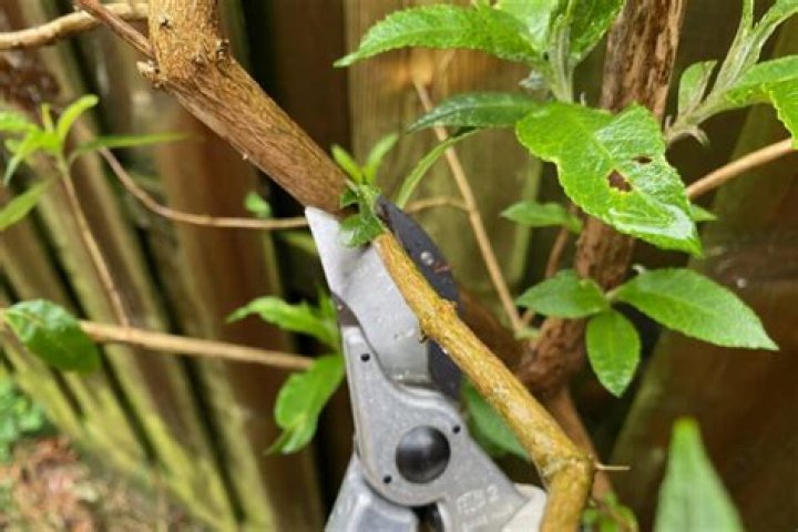 Can I prune Buddleia in January