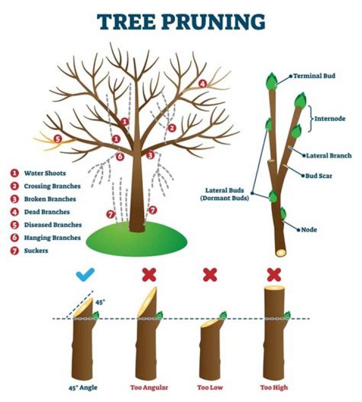 Can I prune trees in winter
