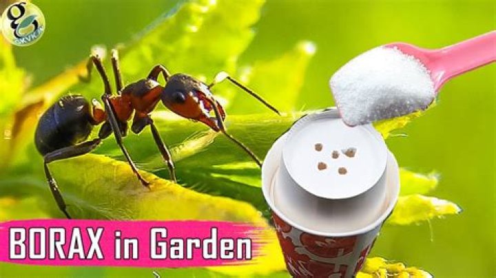 Can I put borax in my yard