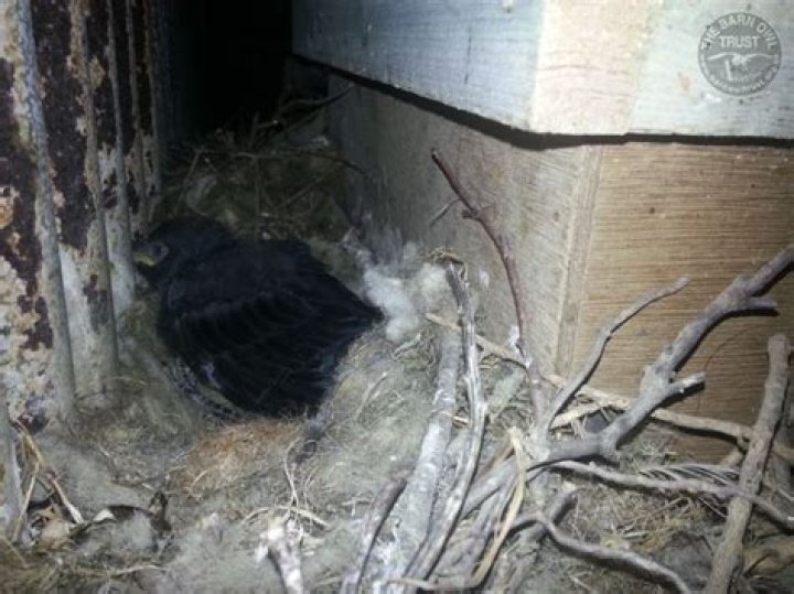Can I remove a jackdaw nest