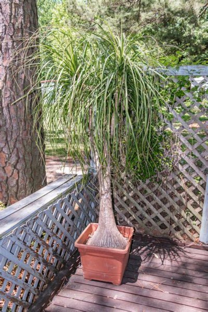Can I replant ponytail palm