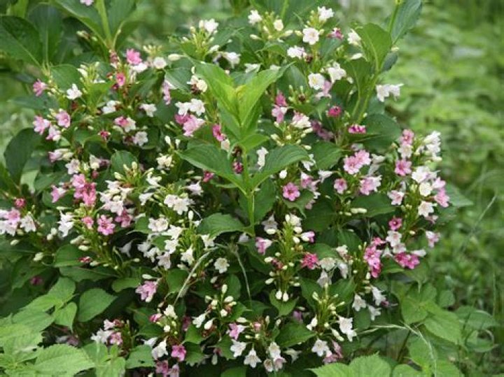 Can I transplant weigela in the fall