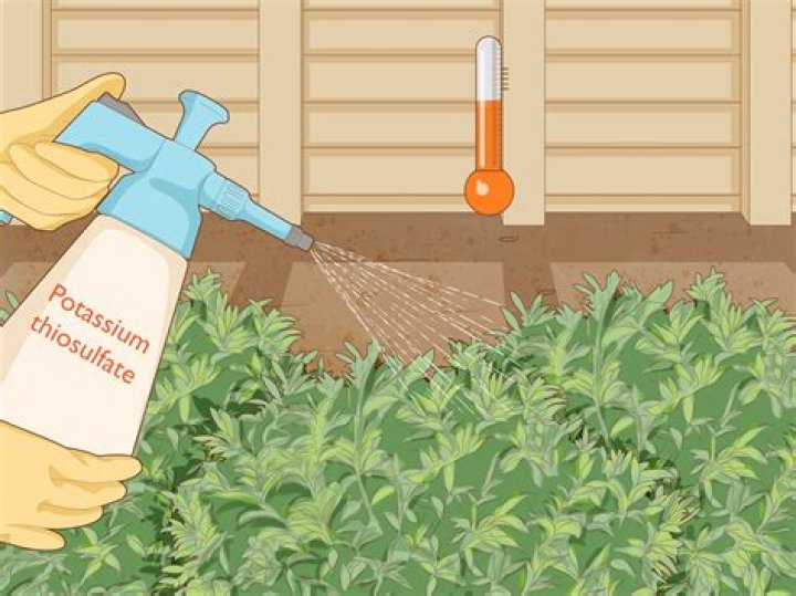 Can I use potash on my lawn