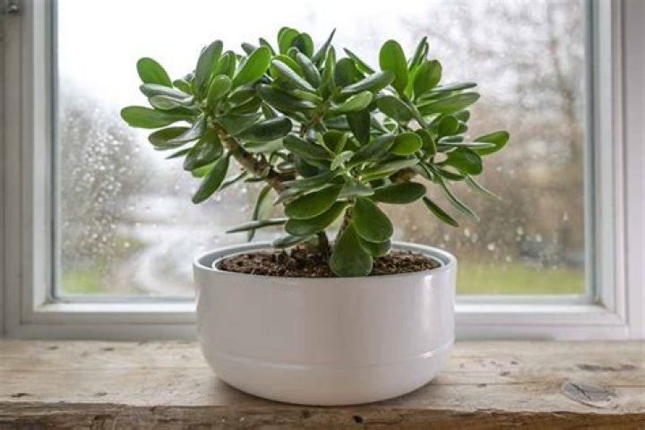 Can jade plant grow indoors