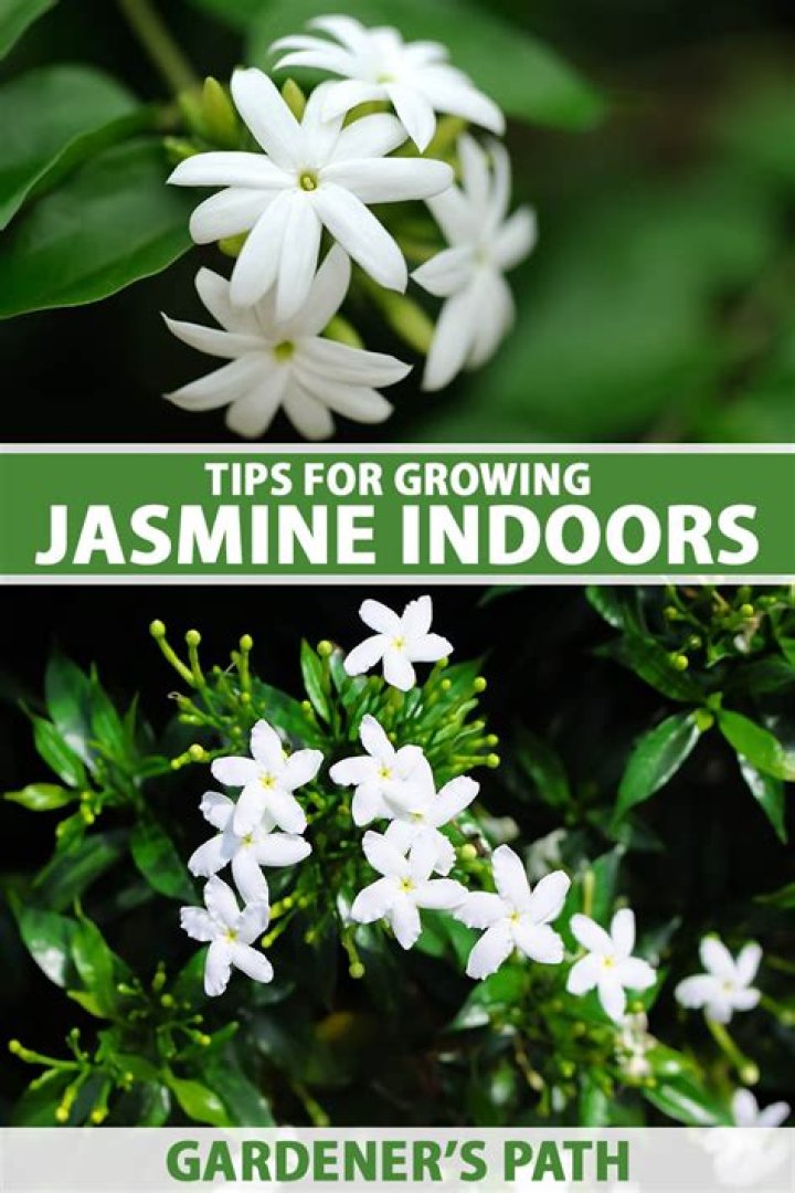 Can jasmine grow in Zone 5