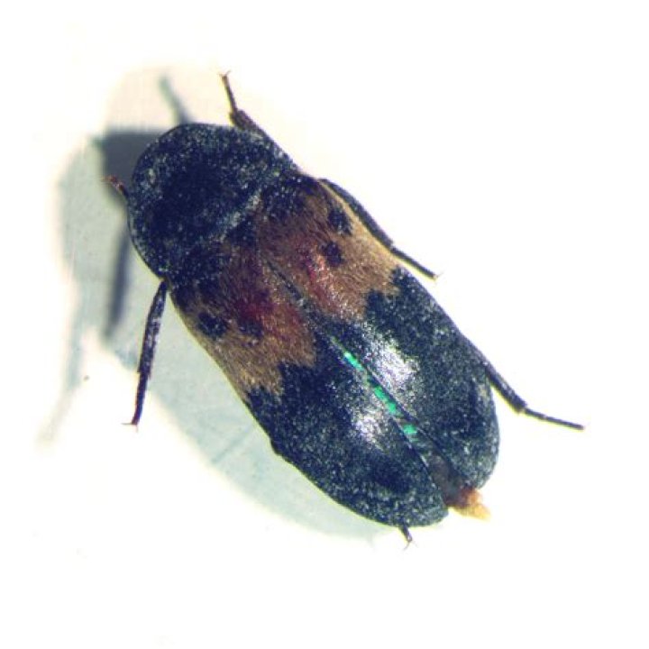 Can larder beetles hurt you