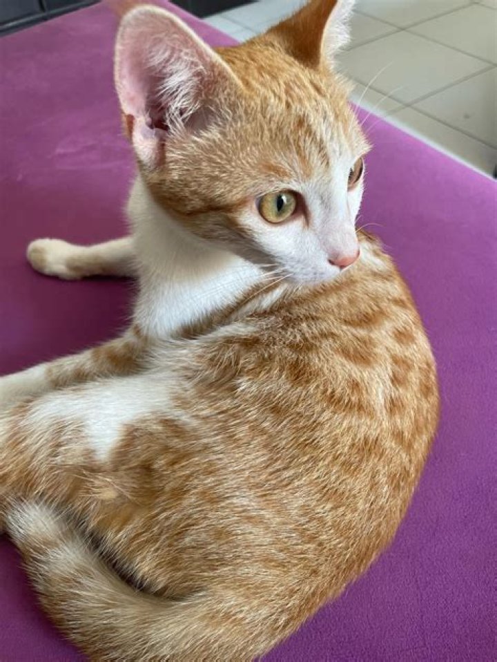 Can male cats go into heat