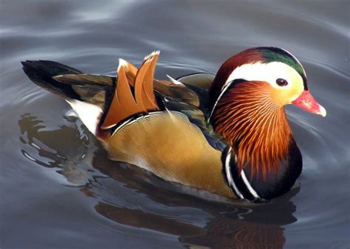 Can mandarin ducks be pets