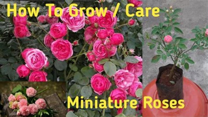 Can mini roses grow outside