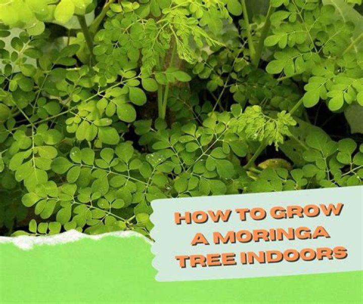 Can Moringa grow in the UK