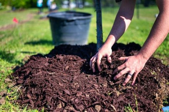Can mulch be dug into soil