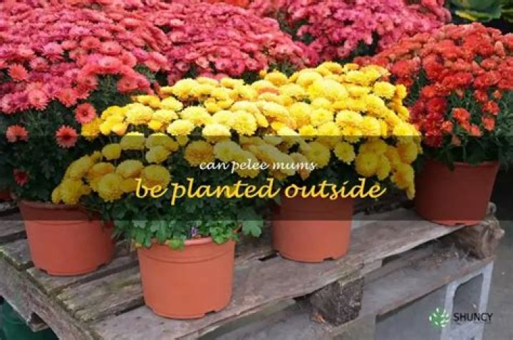 Can mums be planted outside