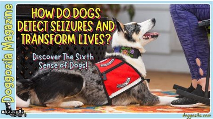 Can my dog be trained to detect seizures