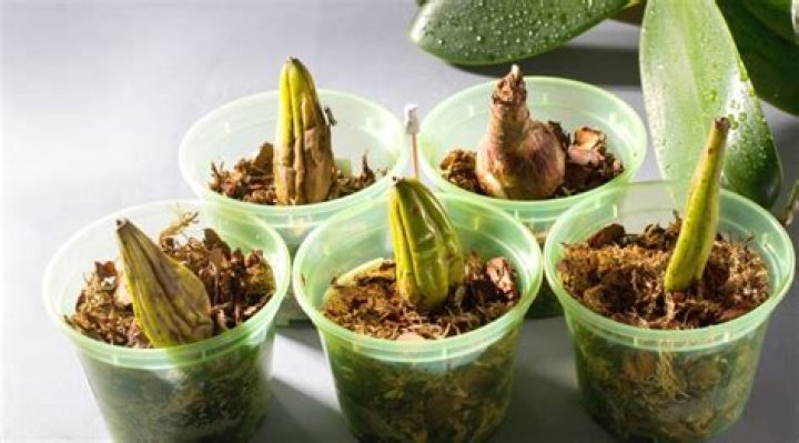 Can orchid leaves grow back