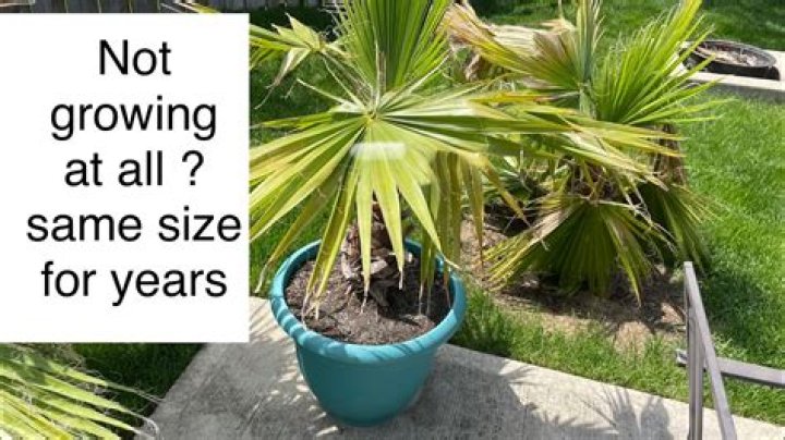 Can palm trees stay in pots