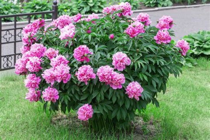Can peonies be transplanted