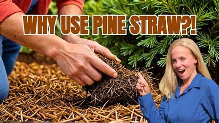 Can pine straw be composted