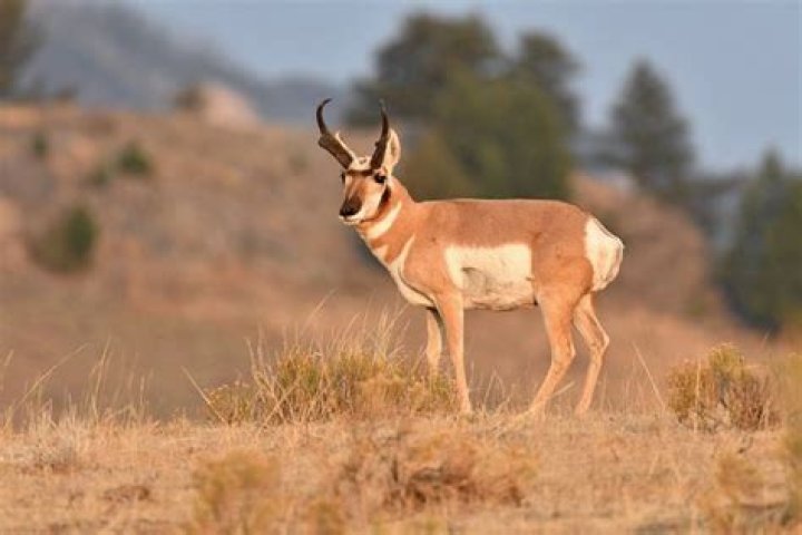 Can pronghorn antelope see the rings of Saturn