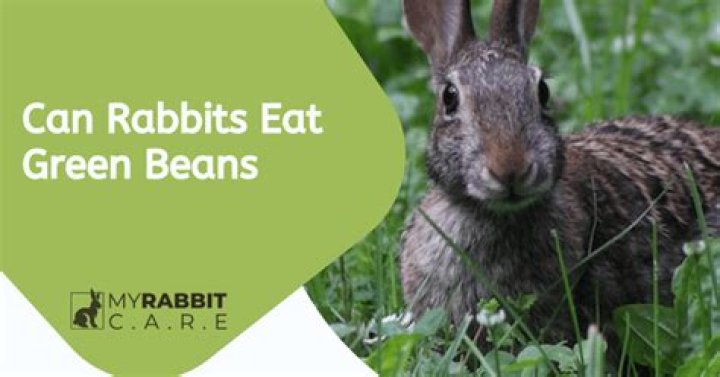 Can rabbits eat bean leaves