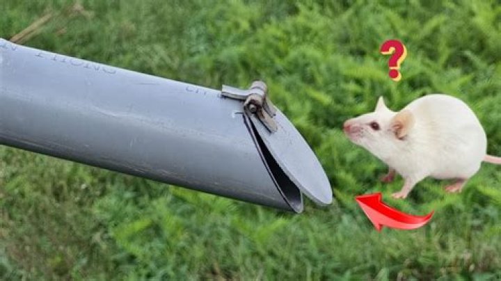 Can rats climb up PVC pipe