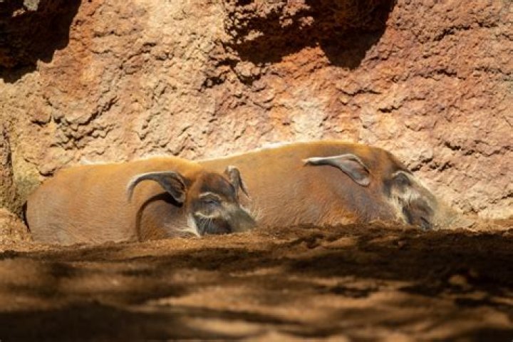 Can red river hogs be pets