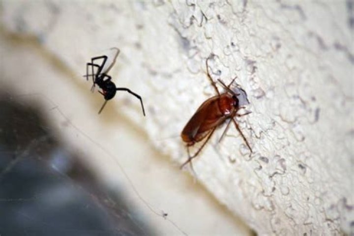Can roaches mess up your TV