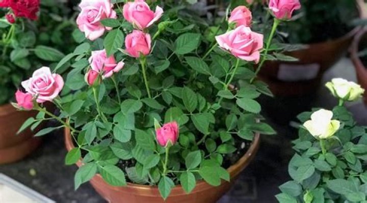 Can roses be grown in a pot