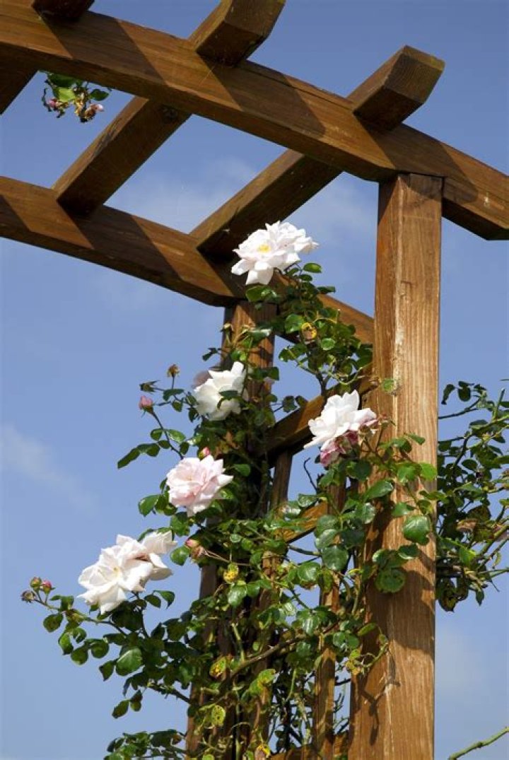 Can roses grow on a trellis