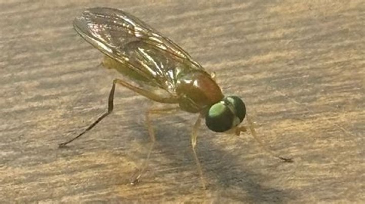 Can soldier flies hurt you