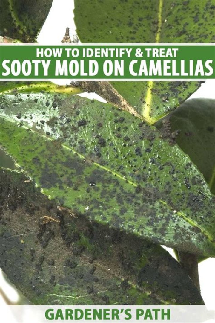 Can sooty Mould kill plants
