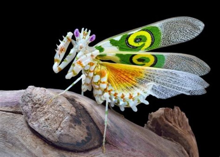 Can Spiny Flower Mantis fly