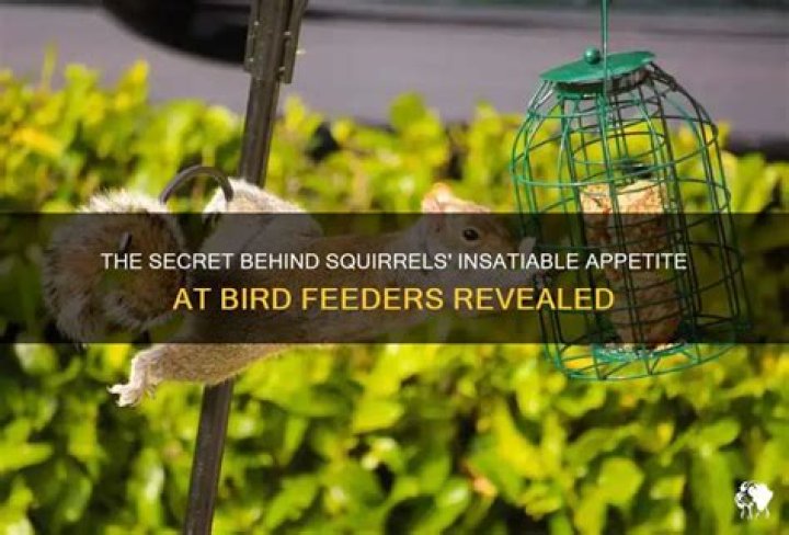 Can squirrels eat bird food
