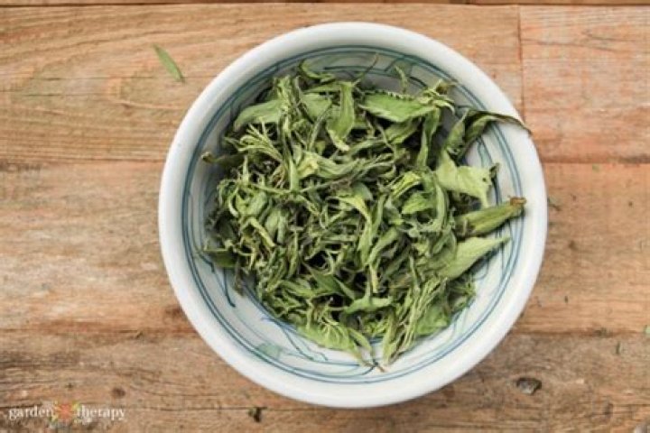 Can stevia leaves be boiled